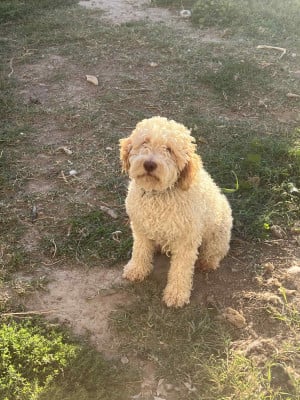 Étalon Lagotto Romagnolo - Toscane De La Fount D'Argent