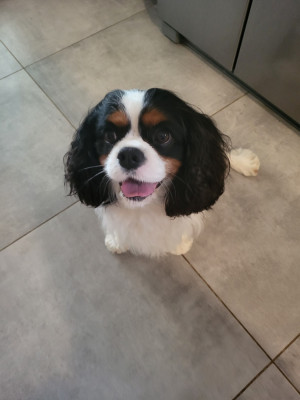 Étalon Cavalier King Charles Spaniel - Pepsy De La Nichée Gasconne