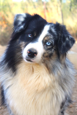 CODY - Champagne bubble love cofi capito