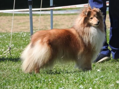 Étalon Shetland Sheepdog - CH. Stella gold darling of sweety dolls