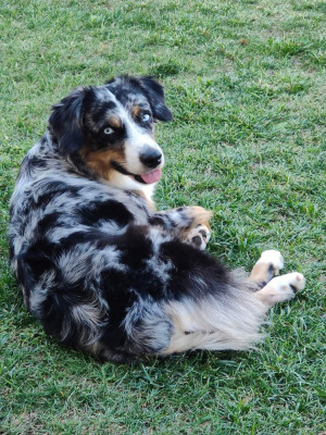 Étalon Berger Américain Miniature - Rêve de cayenne Du Domaine Du Moulin D'Aure