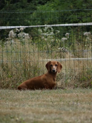 Étalon Teckel poil ras - CH. canis formula Bastet