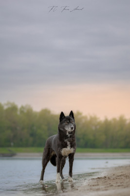 Étalon Siberian Husky - Together forever Of Winter's Whisper