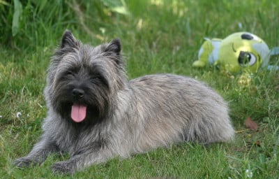 Étalon Cairn Terrier - Ti amo Des Fauves D'orient