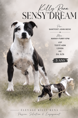 Étalon Staffordshire Bull Terrier - Killy'rena Sensy'dream