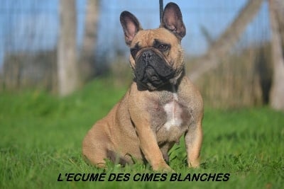 Étalon Bouledogue français - Rapporteuse de l'écume des cimes blanches