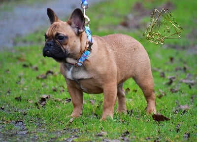 Étalon Bouledogue français - kiss bully finesse Gourmandise extreme