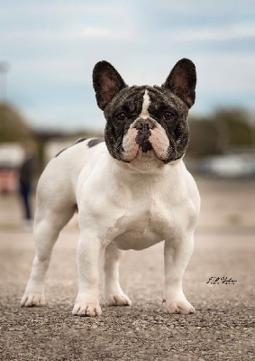 Étalon Bouledogue français - Sparrow des Caubes de la Morganeraie