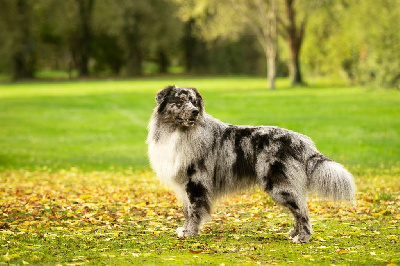 Étalon Berger Australien - Superhero superdog De La Montagne Etoilée