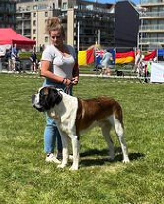 Étalon Chien du Saint-Bernard - Taranis de solanextea