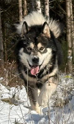 Étalon Alaskan Malamute - Stormtrooper of Lapland Polarlights