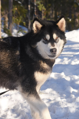 Étalon Alaskan Malamute - O'glacial winter of Blue Track