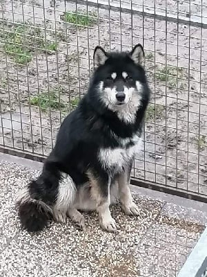 Étalon Alaskan Malamute - Rebelle beauty alkemya of Edelweiss Forever