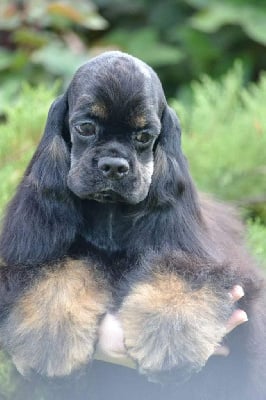 Étalon American Cocker Spaniel - vernat's show Kalispo