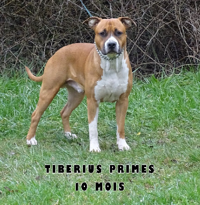 Étalon American Staffordshire Terrier - Tiberius primes du temple de Gaïa