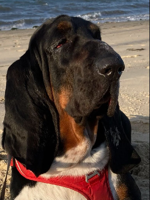 Étalon Basset Hound - du domaine de kérouant Rothschild