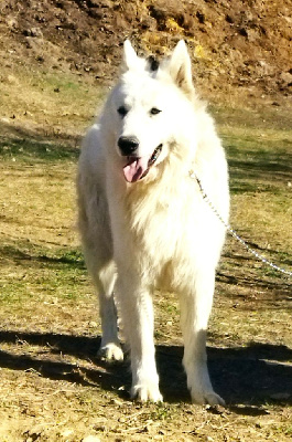 Étalon Berger Blanc Suisse - R'dakota dgdl