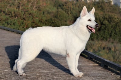 Étalon Berger Blanc Suisse - Promesse De la paix retrouvee