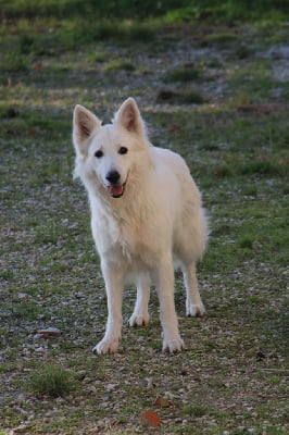 Étalon Berger Blanc Suisse - Genny dite gwenn des petits amours a natacha