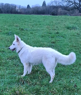 Étalon Berger Blanc Suisse - Theia (Sans Affixe)