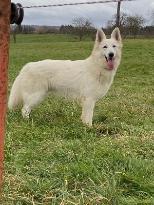 Étalon Berger Blanc Suisse - Tahiti De La Casa De Lokimba