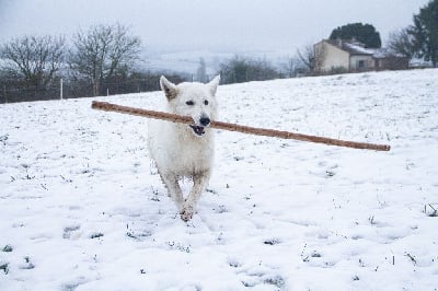 Étalon Berger Blanc Suisse - Phara Des Yeux D'osiris