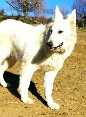 Étalon Berger Blanc Suisse - Tina (Sans Affixe)