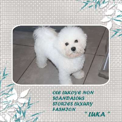 Étalon Bichon Frise - Ole lukoye non scandalous - luka luxury fashion
