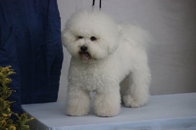 Étalon Bichon Frise - CH. One love Du Domaine Des Peluches Blanches