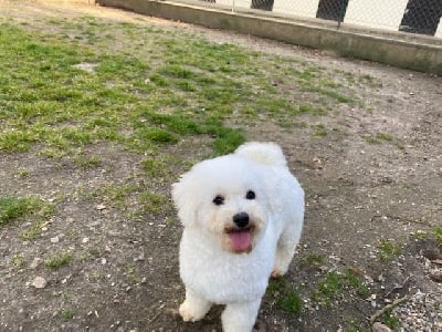 Étalon Bichon Frise - Simba domaine du feu cochard