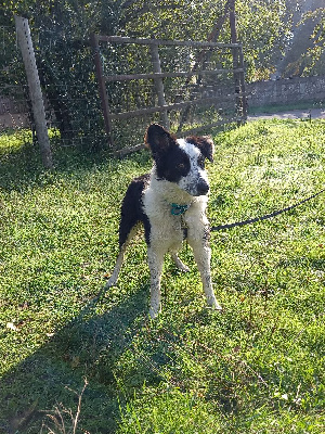 Étalon Border Collie - T'missy Du Val De Cassel