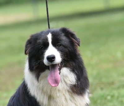 Étalon Border Collie - Star is born Du Mas Ensoleillé