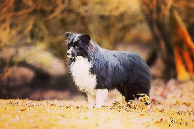 Étalon Border Collie - CH. Dubble bubble amona canis