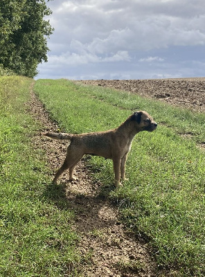 Étalon Border Terrier - CH. Oxy (Sans Affixe)