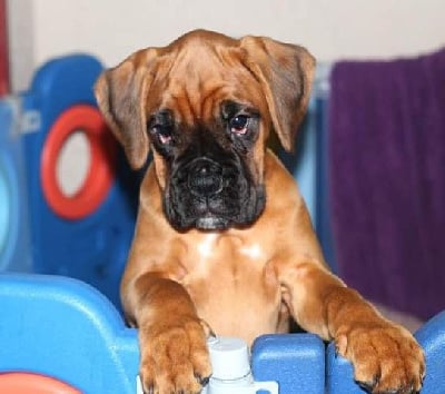 Tychouquette Des Rêves De Cookie