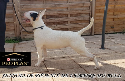 Étalon Bull Terrier - CH. Sensuelle phoenix de l'Empire du Bull