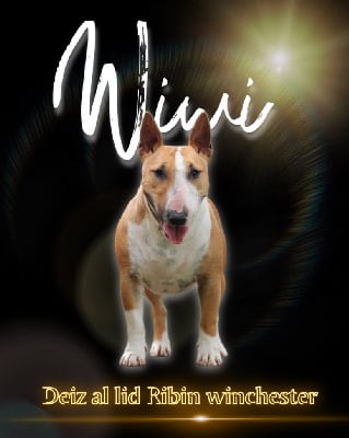 Étalon Bull Terrier Miniature - Deiz Al Lid Ribin winchester