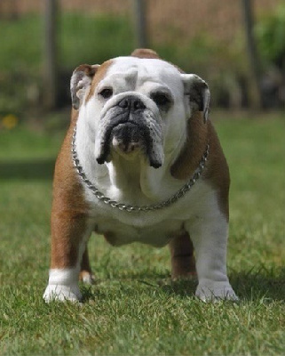 Étalon Bulldog Anglais - Mystyle Lylou