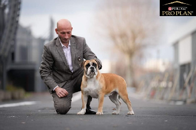 Étalon Bulldog continental - Tornade Du Lor'molosses