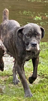 Étalon Cane Corso - Puma (Sans Affixe)