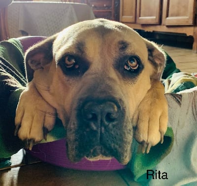 Étalon Cane Corso - Rita (Sans Affixe)