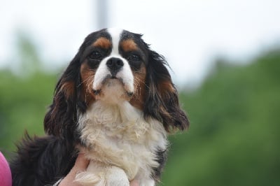 Étalon Cavalier King Charles Spaniel - Sankara Du Mas Ensoleillé