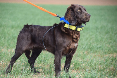 Étalon Chien d'Oysel allemand - Molli od walczaka