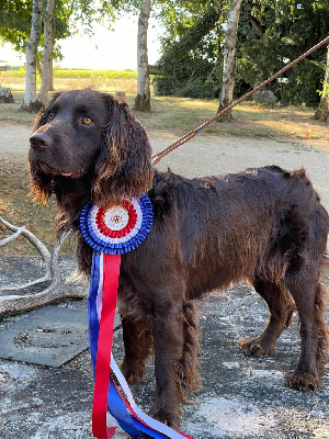 Étalon Chien d'Oysel allemand - Rosevelt de la cote chantreux