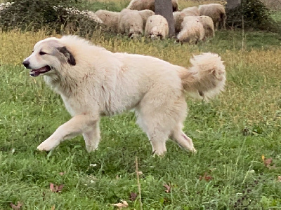 Étalon Chien de Montagne des Pyrenees - Shiva des Gardiens de la Milandre