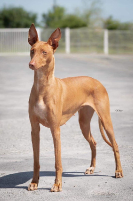 Étalon Chien du Pharaon - Pallas Celt' And Dac