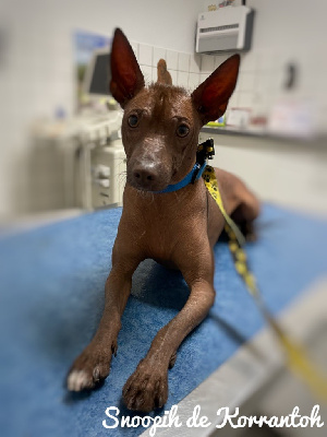 Étalon Chien nu du Perou - Snoopih De korrantoh