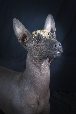 Étalon Chien nu mexicain - Xochimilco de southerland