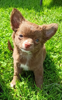 Étalon Chihuahua - Satine De L'eclipse Du J'gembad