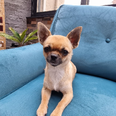 Étalon Chihuahua - Sandji des P'tits Sucres d'Orge